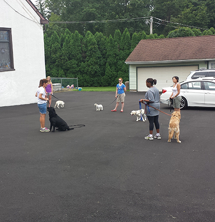 Group of dog owners with their pets engaged in a training session