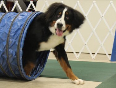 Dog walking out of a blue training tube as a part of an advanced training class