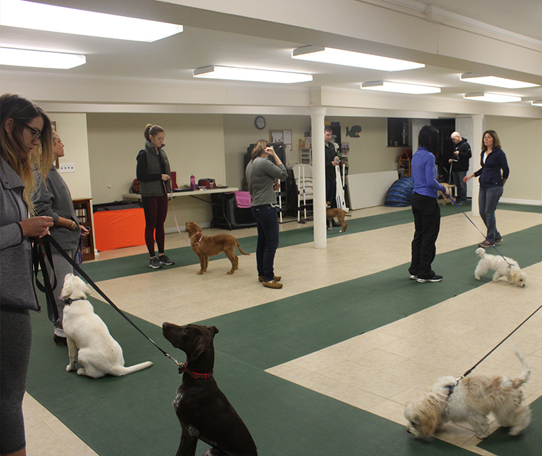 Group of pet owners practicing giving commands to their dogs