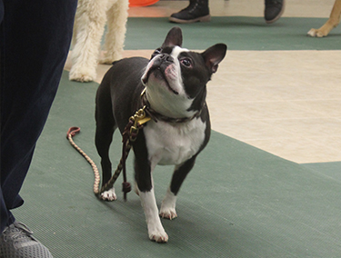 Boston Terrier walking by his owner's side, looking up