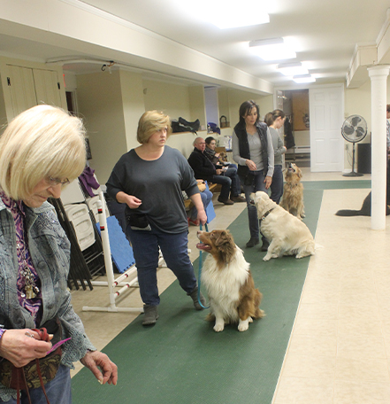 Group pet training class in session, owners giving commands to their dogs