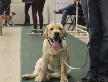 Young puppy with his tongue out sitting next to his owner