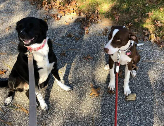 Two dogs on leashes during their daily walk